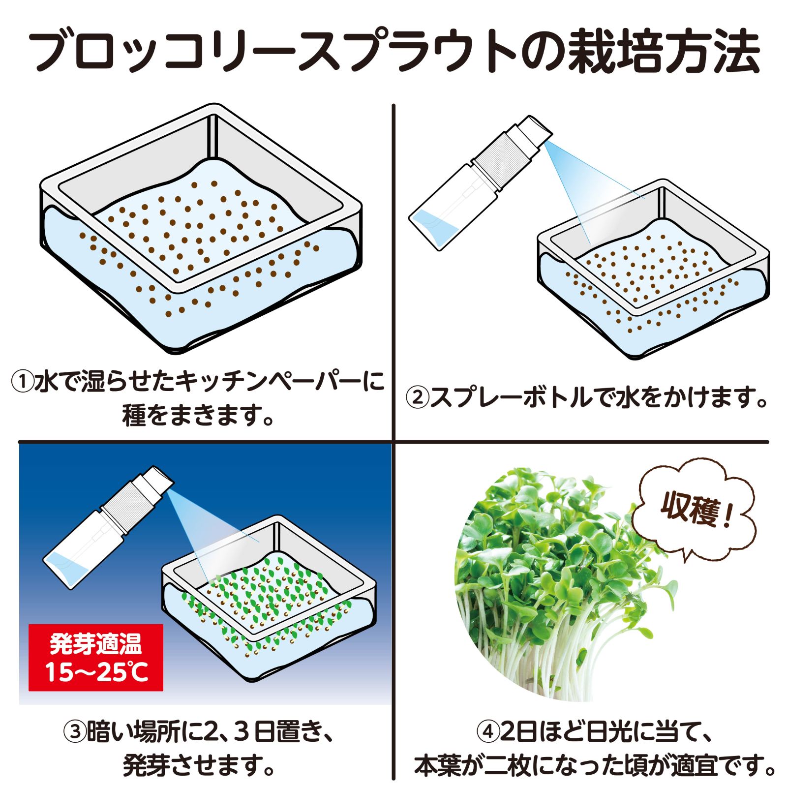 水耕栽培でブロッコリースプラウトを育てよう